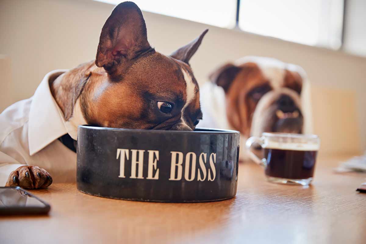 nutrición canina