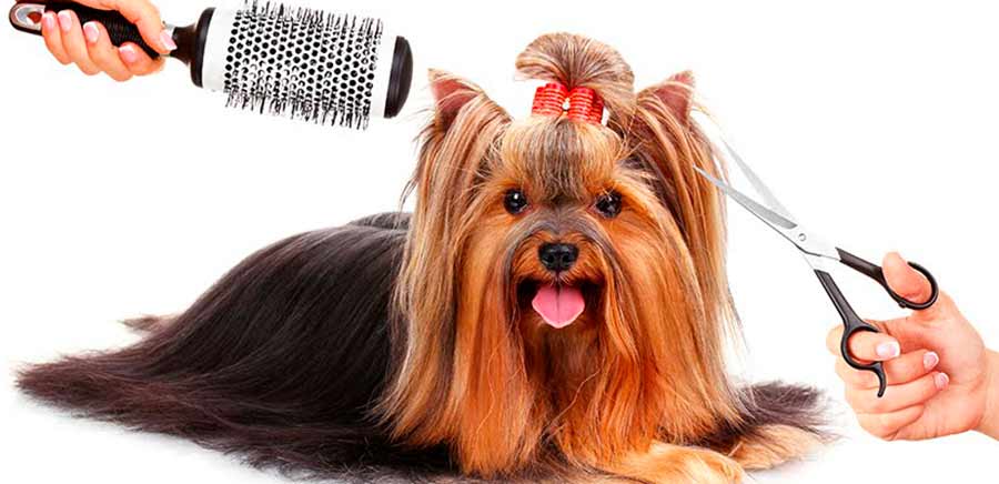 peluquería canina